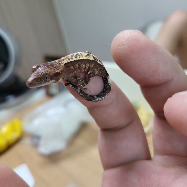 카푸치노