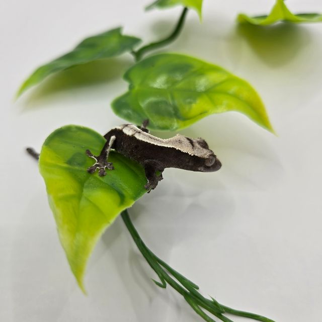 아잔틱