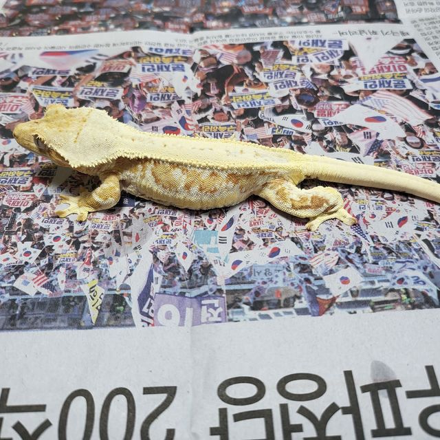 릴리화이트