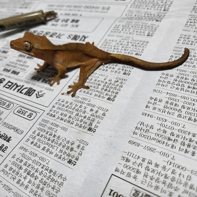 레드
