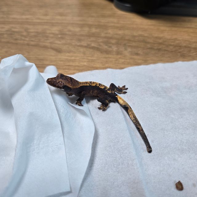 챠콜 카푸치노