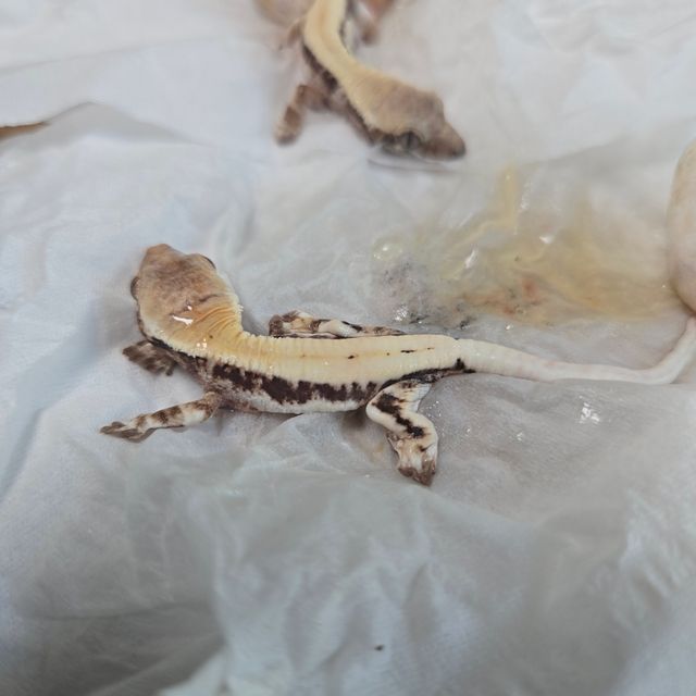 릴리 세이블 화이트