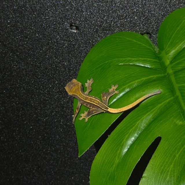 할리퀸
