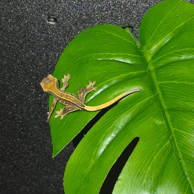 할리퀸