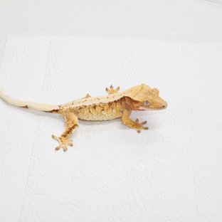 노멀 드리피 화이트스팟