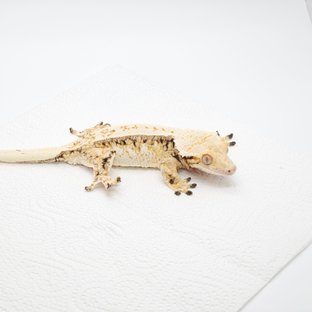 노멀 핀스트라이프