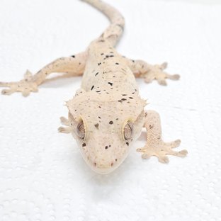 슈퍼달마시안 달마시안