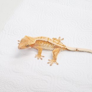 노멀 화이트스팟 레드