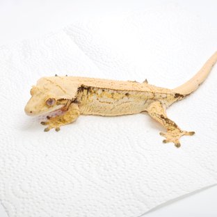 노멀 트라이 핀스트라이프