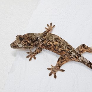 파인아일랜드 화이트카라