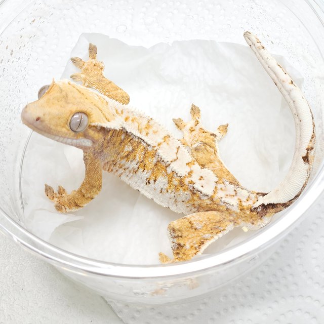 트라이 드리피 화이트스팟