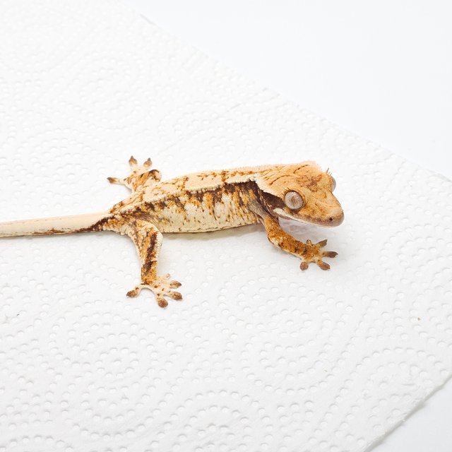 노멀 트라이 드리피 화이트스팟