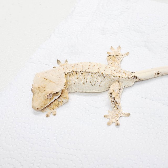 노멀 드리피 화이트스팟