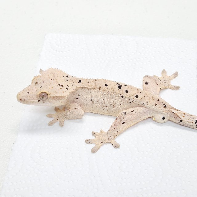 슈퍼달마시안 달마시안