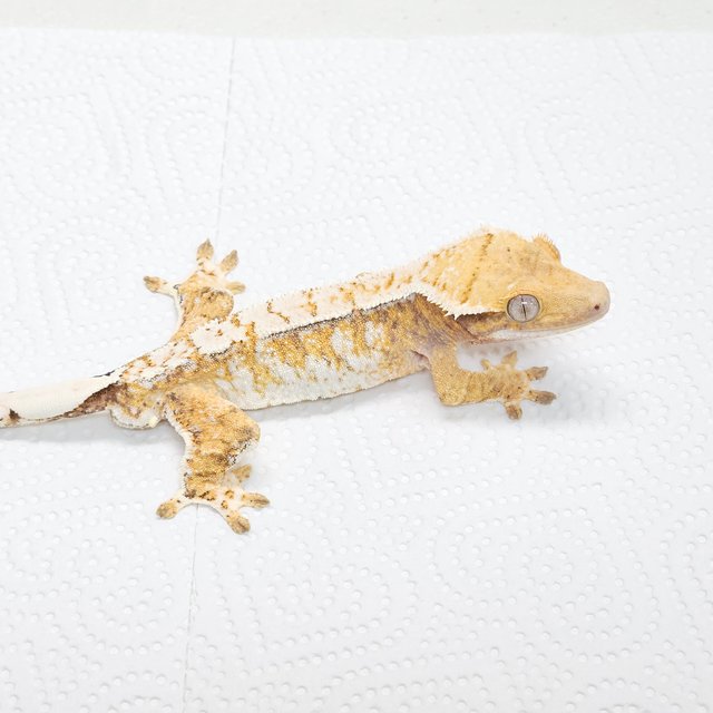 트라이 드리피 화이트스팟