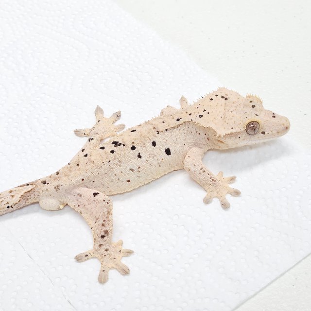 슈퍼달마시안 달마시안