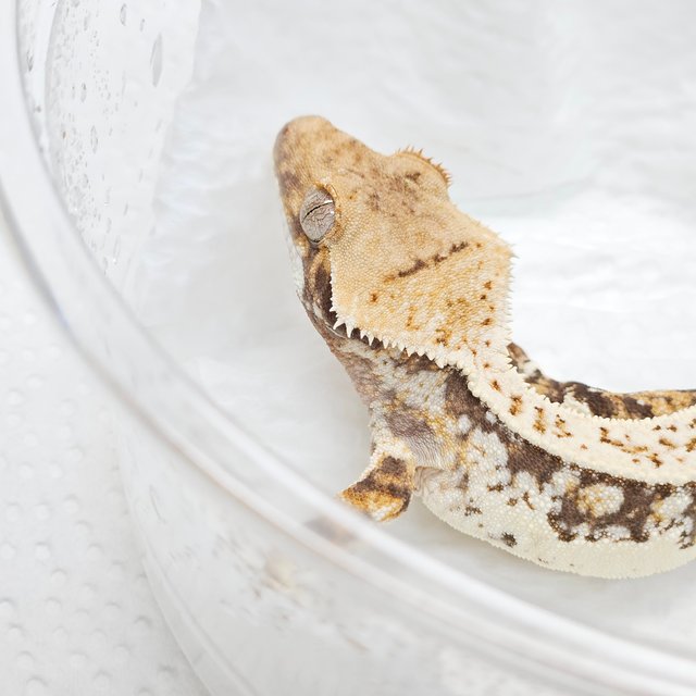 노멀 쿼드 핀스트라이프