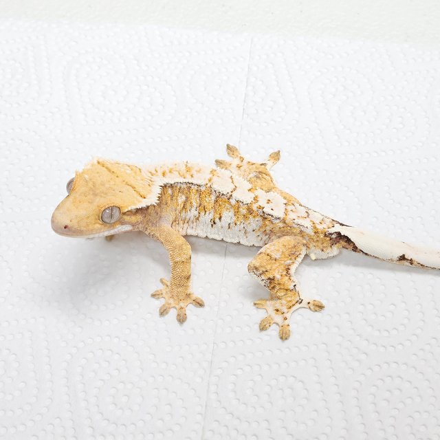 트라이 드리피 화이트스팟