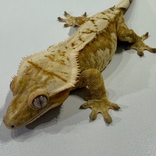 크림시클 풀핀 옐로우 크림