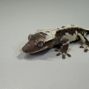 릴잔틱 아잔틱 릴리화이트 풀핀