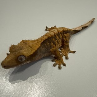 노멀 브린들 타이거