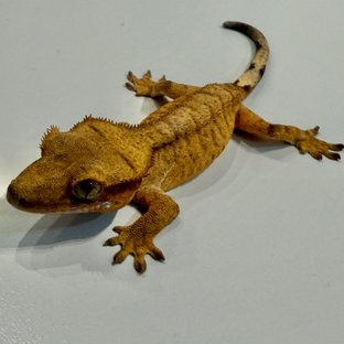 팬텀 옐로우 타이거