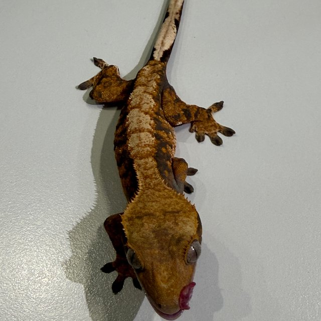 노멀 브린들 텐저린