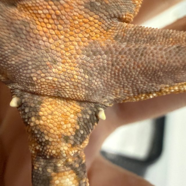 노멀 브린들 타이거