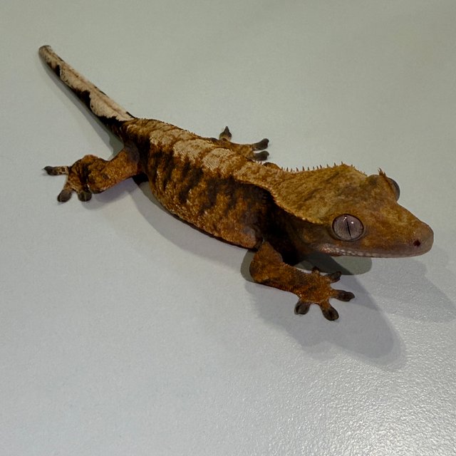 노멀 브린들 텐저린