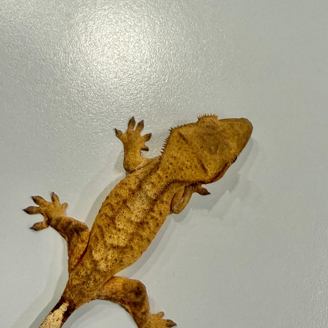 팬텀 옐로우 타이거