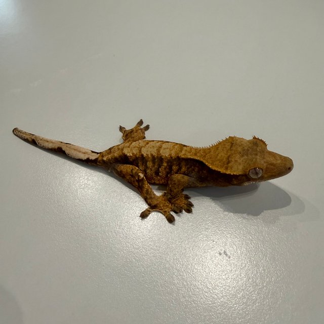 노멀 브린들 타이거