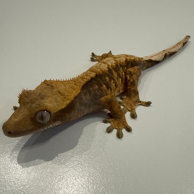 노멀 브린들 타이거