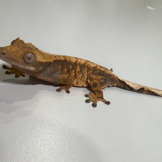 노멀 브린들 텐저린