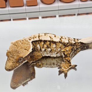 노멀 화이트스팟