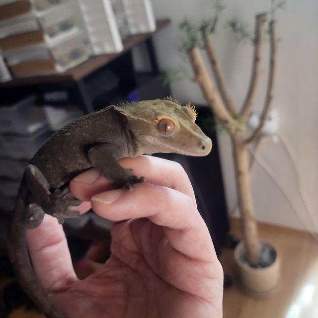 다크 챠콜