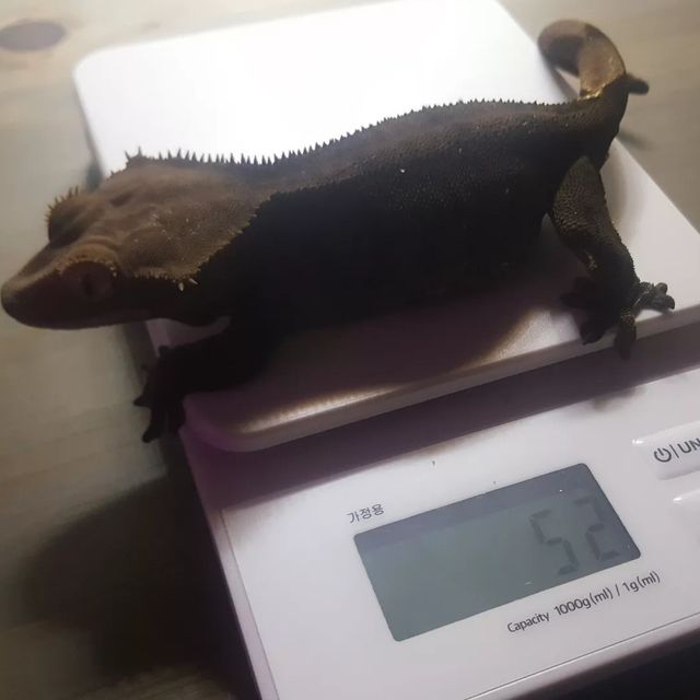 챠콜