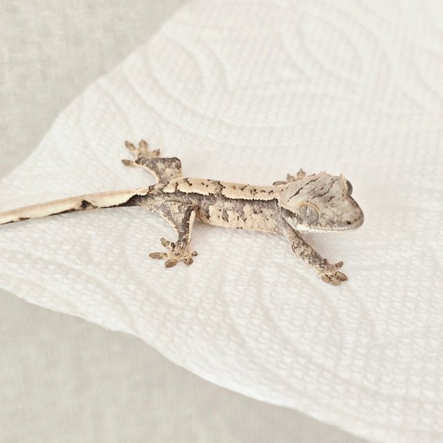 노멀 화이트스팟