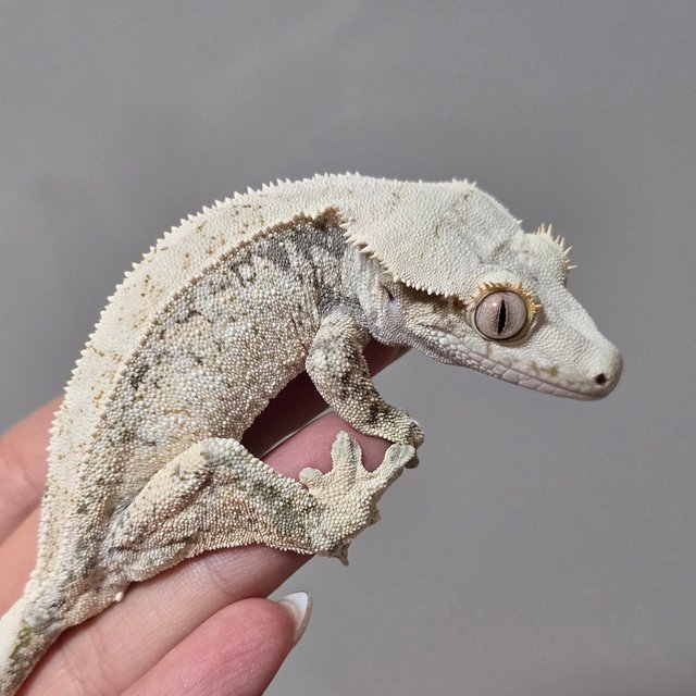 노멀 드리피 화이트스팟