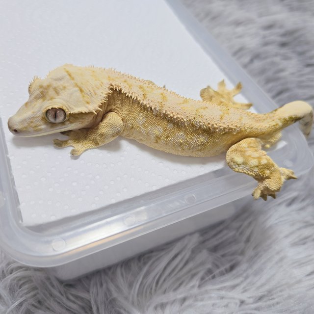 드리피 화이트스팟 트라이