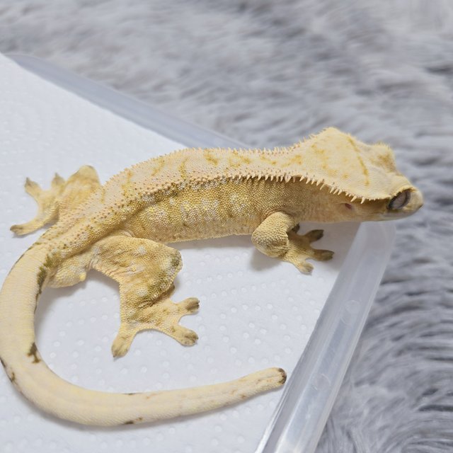 드리피 화이트스팟 트라이