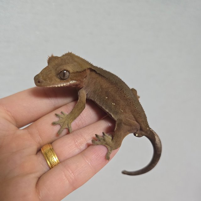 다크 레드 바이