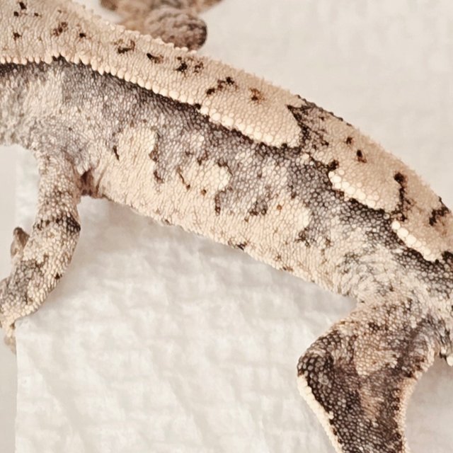 노멀 화이트스팟