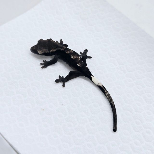 아잔틱 100%헷아잔틱