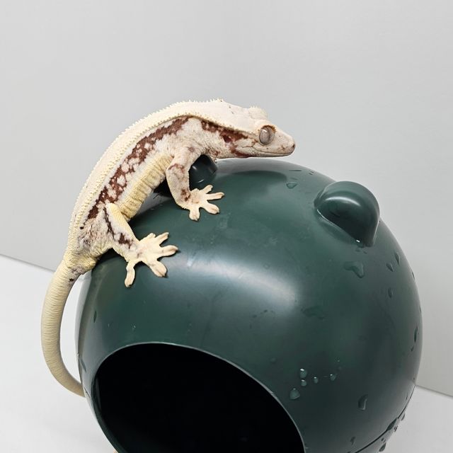 릴리화이트 풀핀