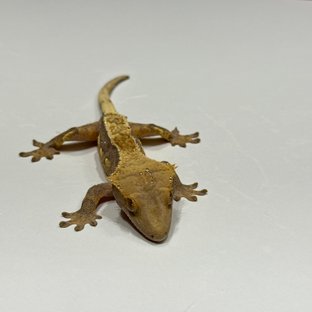 엠티백