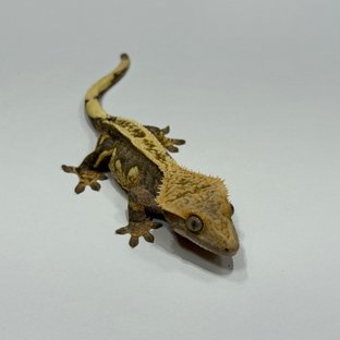 엠티백 블랙 오닉스