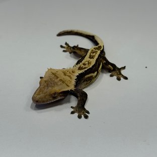 엠티백 블랙 오닉스 쿼드