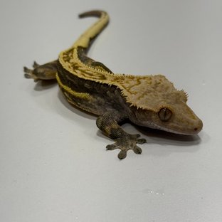 엠티백 쿼드 오닉스 블랙