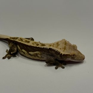 엠티백 블랙 오닉스 쿼드