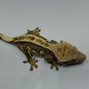 엠티백 블랙 오닉스